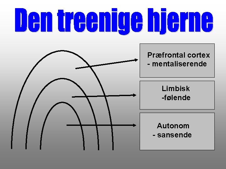 Præfrontal cortex - mentaliserende Limbisk -følende Autonom - sansende 