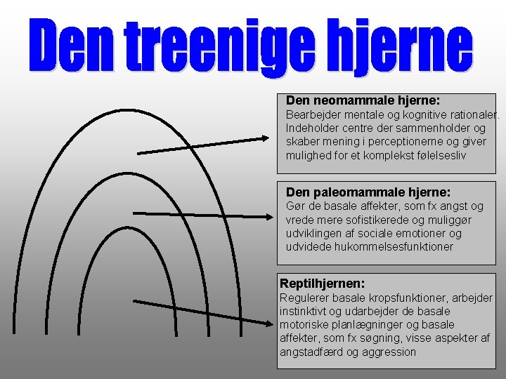 Den neomammale hjerne: Bearbejder mentale og kognitive rationaler. Indeholder centre der sammenholder og skaber