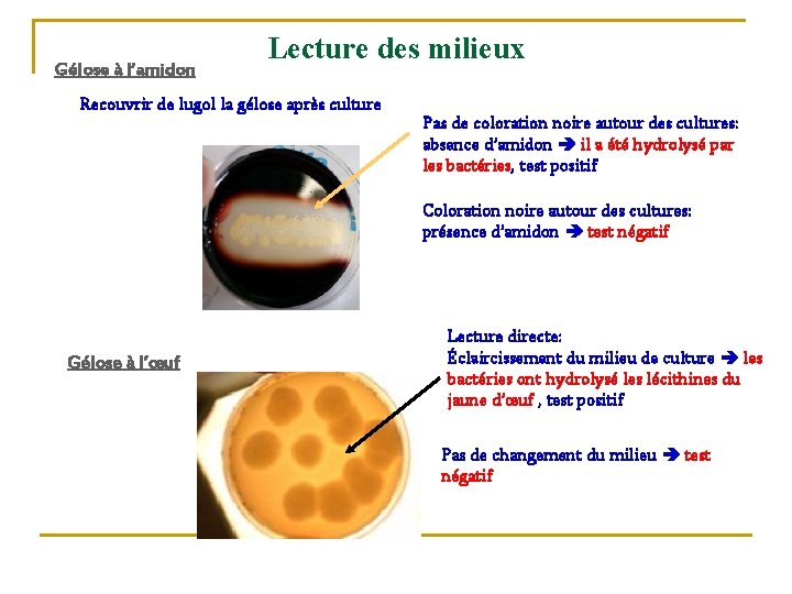Gélose à l’amidon Lecture des milieux Recouvrir de lugol la gélose après culture Pas