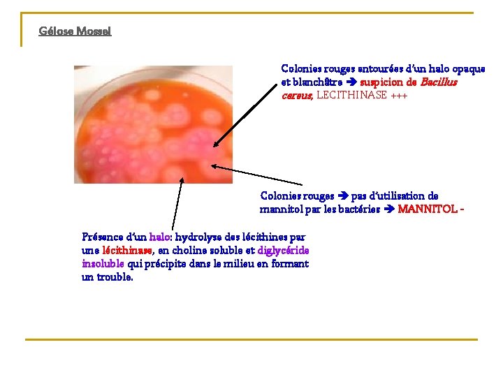 Gélose Mossel Colonies rouges entourées d’un halo opaque et blanchâtre suspicion de Bacillus cereus,
