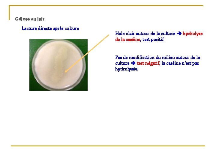 Gélose au lait Lecture directe après culture Halo clair autour de la culture hydrolyse