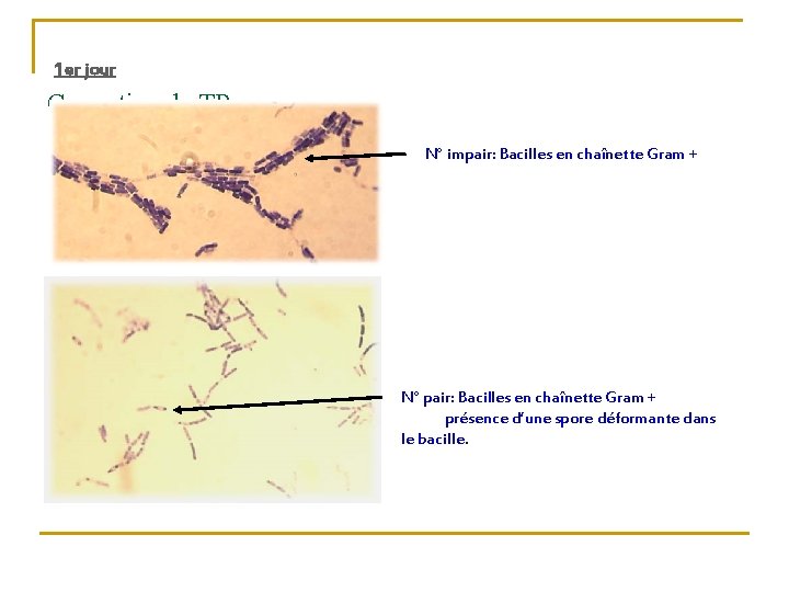 1 er jour Correction du TP N° impair: Bacilles en chaînette Gram + N°
