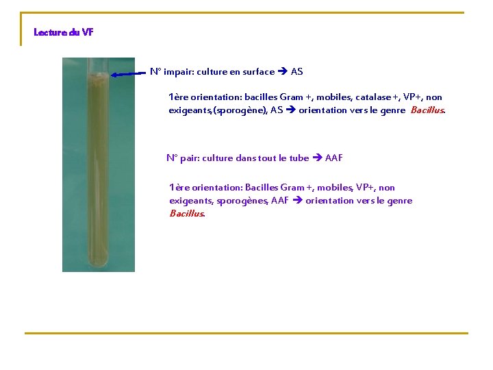 Lecture du VF N° impair: culture en surface AS 1ère orientation: bacilles Gram +,