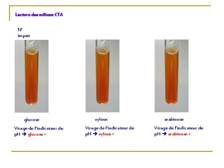 Lecture des milieux CTA N° impair glucose Virage de l’indicateur de p. H glucose