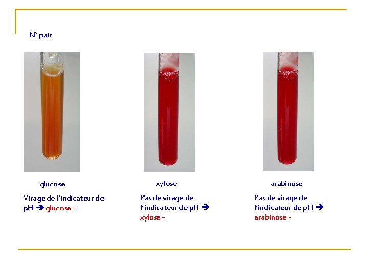 N° pair glucose Virage de l’indicateur de p. H glucose + xylose Pas de