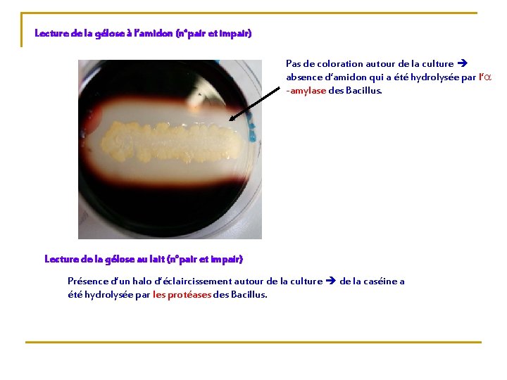 Lecture de la gélose à l’amidon (n°pair et impair) Pas de coloration autour de