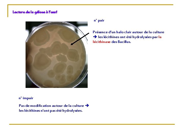 Lecture de la gélose à l’œuf n° pair Présence d’un halo clair autour de
