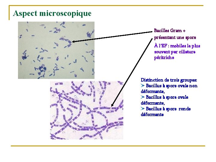 Aspect microscopique Bacilles Gram + présentant une spore À l’EF : mobiles le plus