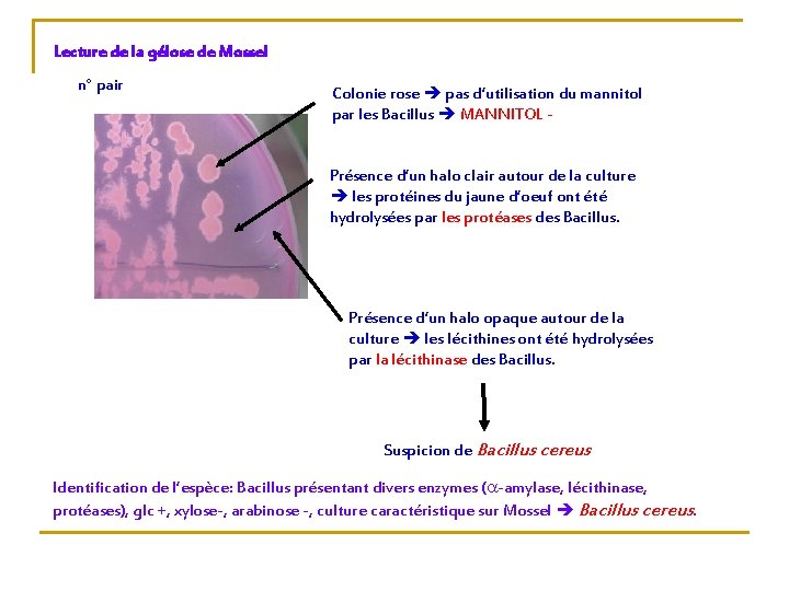 Lecture de la gélose de Mossel n° pair Colonie rose pas d’utilisation du mannitol