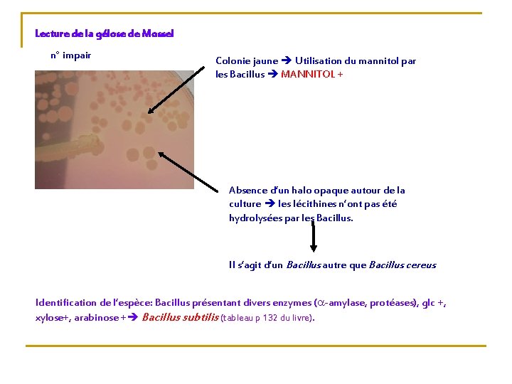Lecture de la gélose de Mossel n° impair Colonie jaune Utilisation du mannitol par