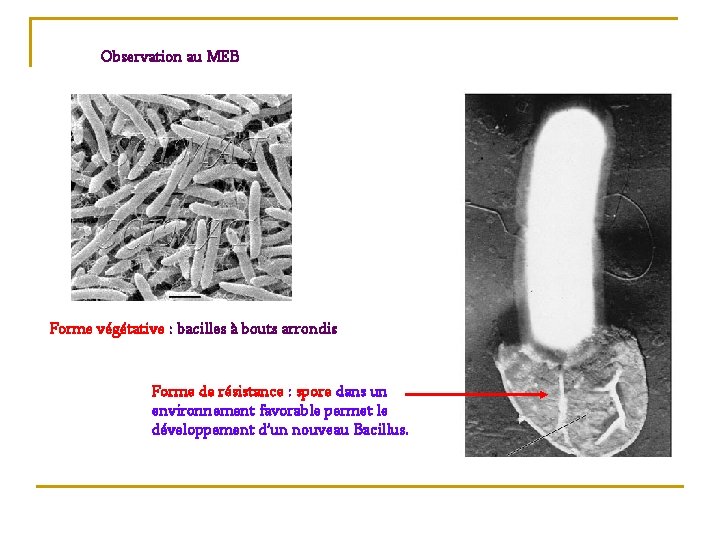 Observation au MEB Forme végétative : bacilles à bouts arrondis Forme de résistance :