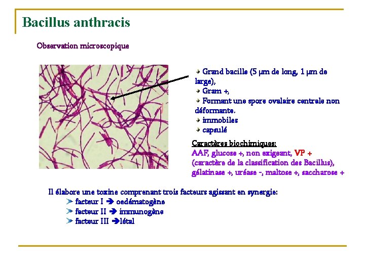 Bacillus anthracis Observation microscopique Grand bacille (5 µm de long, 1 µm de large),