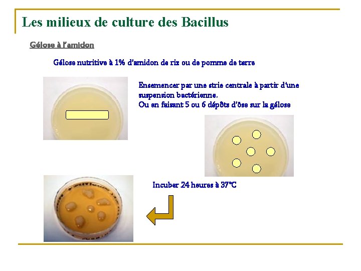 Les milieux de culture des Bacillus Gélose à l’amidon Gélose nutritive à 1% d’amidon