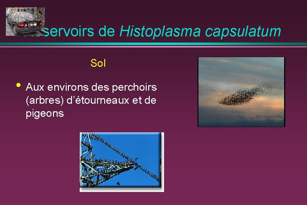 Réservoirs de Histoplasma capsulatum Sol • Aux environs des perchoirs (arbres) d’étourneaux et de