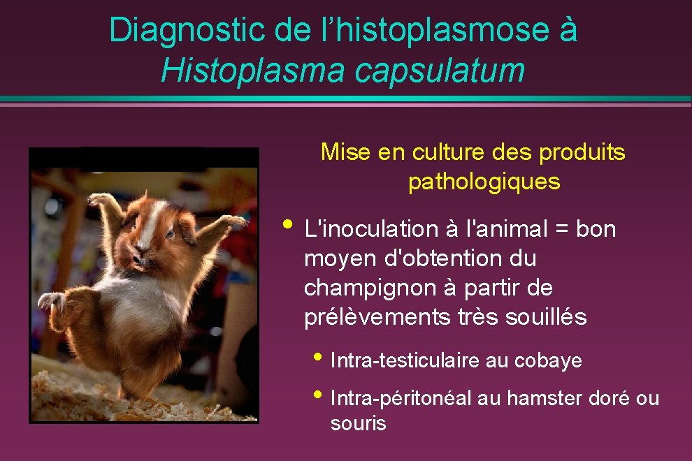 Diagnostic de l’histoplasmose à Histoplasma capsulatum Mise en culture des produits pathologiques • L'inoculation