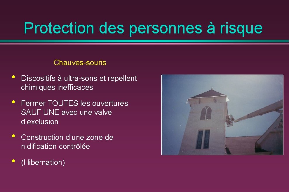 Protection des personnes à risque Chauves-souris • Dispositifs à ultra-sons et repellent chimiques inefficaces