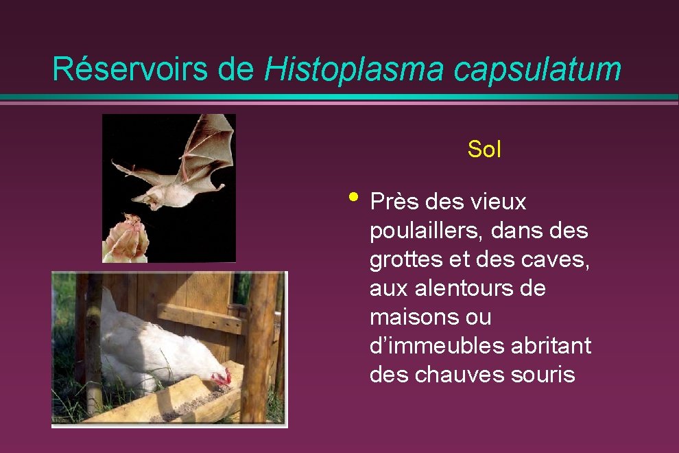 Réservoirs de Histoplasma capsulatum Sol • Près des vieux poulaillers, dans des grottes et