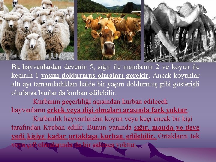 Bu hayvanlardan devenin 5, sığır ile manda'nın 2 ve koyun ile keçinin 1 yaşını