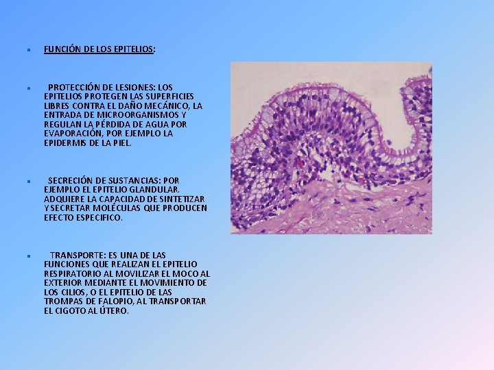  FUNCIÓN DE LOS EPITELIOS: PROTECCIÓN DE LESIONES: LOS EPITELIOS PROTEGEN LAS SUPERFICIES LIBRES