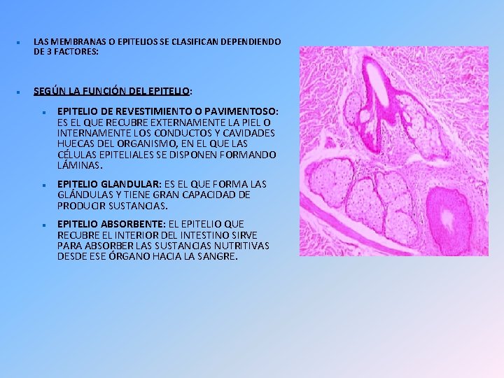  LAS MEMBRANAS O EPITELIOS SE CLASIFICAN DEPENDIENDO DE 3 FACTORES: SEGÚN LA FUNCIÓN