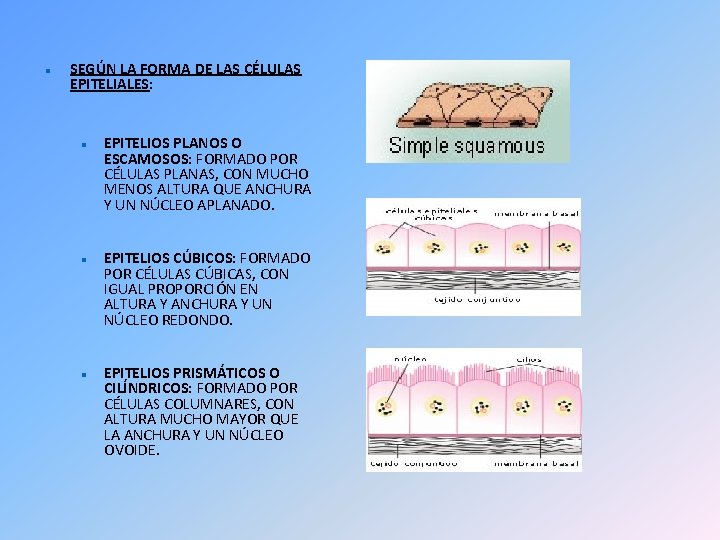  SEGÚN LA FORMA DE LAS CÉLULAS EPITELIALES: EPITELIOS PLANOS O ESCAMOSOS: FORMADO POR