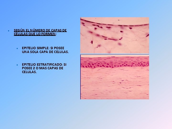  SEGÚN EL NÚMERO DE CAPAS DE CÉLULAS QUE LO FORMEN: EPITELIO SIMPLE: SI