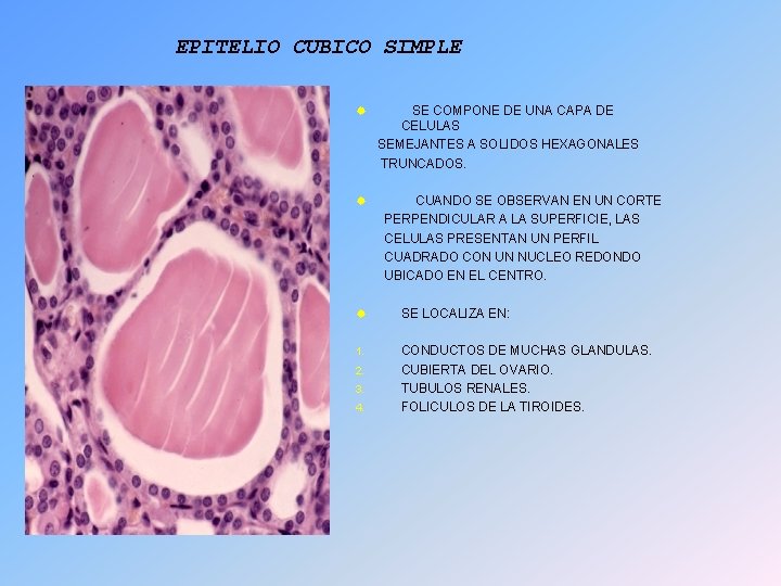 EPITELIO CUBICO SIMPLE ® ® SE COMPONE DE UNA CAPA DE CELULAS SEMEJANTES A