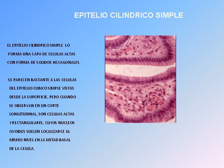 EPITELIO CILINDRICO SIMPLE EL EPITELIO CILINDRICO SIMPLE LO FORMA UNA CAPA DE CELULAS ALTAS