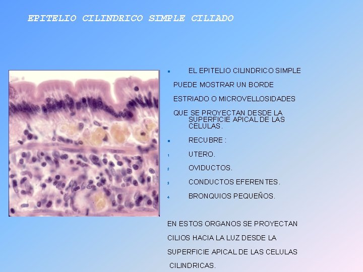 EPITELIO CILINDRICO SIMPLE CILIADO EL EPITELIO CILINDRICO SIMPLE PUEDE MOSTRAR UN BORDE ESTRIADO O