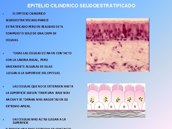 EPITELIO CILINDRICO SEUDOESTRATIFICADO EL EPITELIO CILINDRICO SEUDOESTRATIFICADO PARECE ESTRATIFICADO PERO EN REALIDAD ESTA COMPUESTO