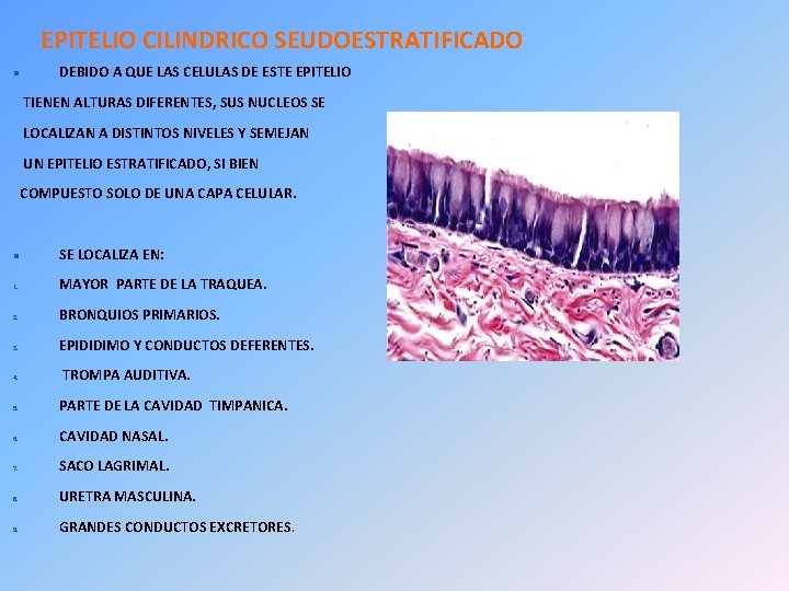 EPITELIO CILINDRICO SEUDOESTRATIFICADO DEBIDO A QUE LAS CELULAS DE ESTE EPITELIO TIENEN ALTURAS DIFERENTES,