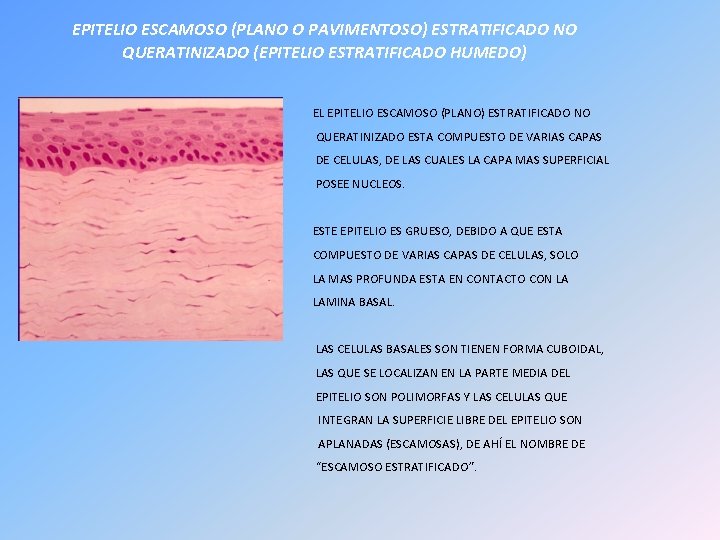 EPITELIO ESCAMOSO (PLANO O PAVIMENTOSO) ESTRATIFICADO NO QUERATINIZADO (EPITELIO ESTRATIFICADO HUMEDO) EL EPITELIO ESCAMOSO