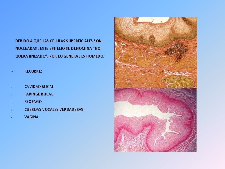 DEBIDO A QUE LAS CELULAS SUPERFICIALES SON NUCLEADAS , ESTE EPITELIO SE DENOMINA “NO