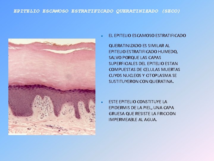 EPITELIO ESCAMOSO ESTRATIFICADO QUERATINIZADO (SECO) EL EPITELIO ESCAMOSO ESTRATIFICADO QUERATINIZADO ES SIMILAR AL EPITELIO