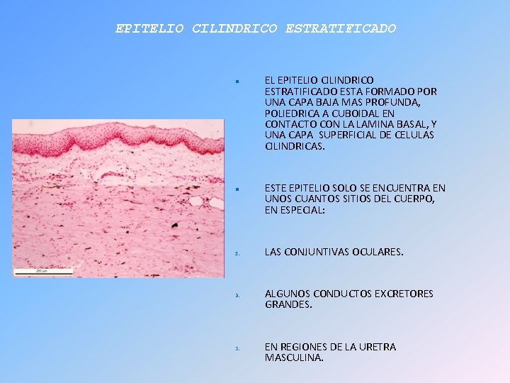 EPITELIO CILINDRICO ESTRATIFICADO 1. 2. 3. EL EPITELIO CILINDRICO ESTRATIFICADO ESTA FORMADO POR UNA