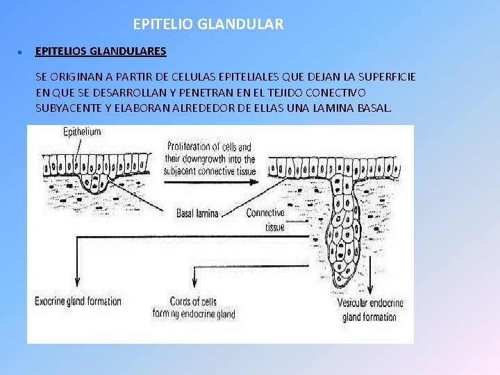 EPITELIO GLANDULAR EPITELIOS GLANDULARES SE ORIGINAN A PARTIR DE CELULAS EPITELIALES QUE DEJAN LA