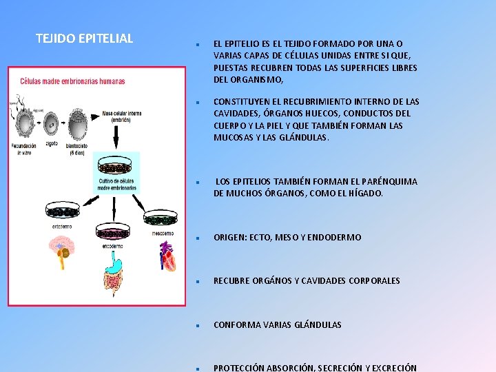 TEJIDO EPITELIAL EL EPITELIO ES EL TEJIDO FORMADO POR UNA O VARIAS CAPAS DE