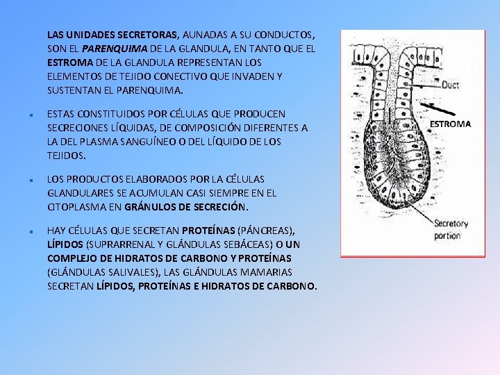 LAS UNIDADES SECRETORAS, AUNADAS A SU CONDUCTOS, SON EL PARENQUIMA DE LA GLANDULA, EN