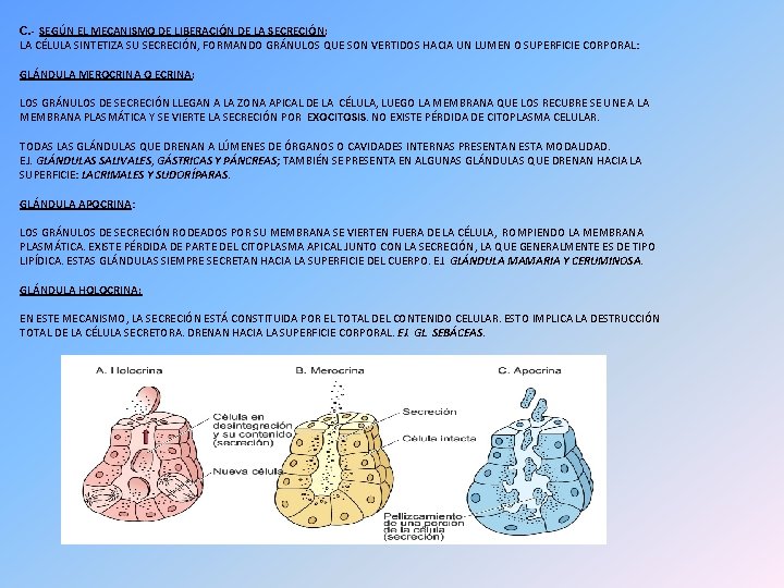 C. - SEGÚN EL MECANISMO DE LIBERACIÓN DE LA SECRECIÓN: LA CÉLULA SINTETIZA SU