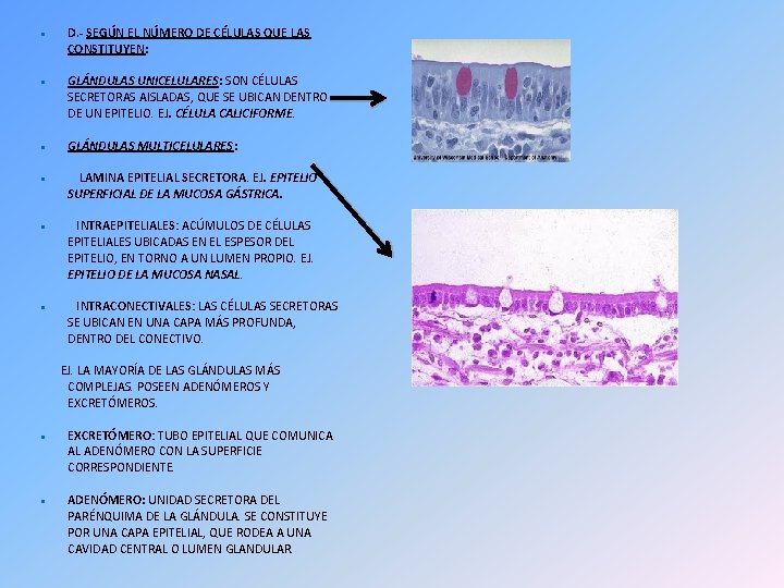  D. - SEGÚN EL NÚMERO DE CÉLULAS QUE LAS CONSTITUYEN: GLÁNDULAS UNICELULARES: SON