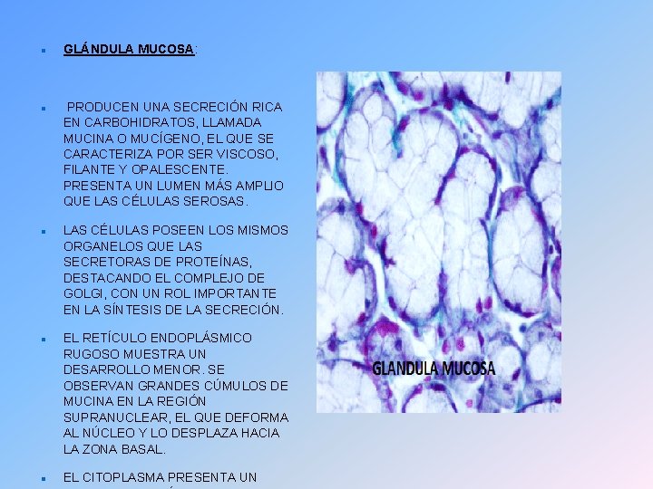  GLÁNDULA MUCOSA: PRODUCEN UNA SECRECIÓN RICA EN CARBOHIDRATOS, LLAMADA MUCINA O MUCÍGENO, EL