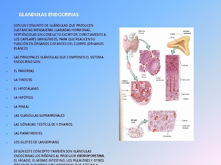 GLANDULAS ENDOCRINAS SON UN CONJUNTO DE GLÁNDULAS QUE PRODUCEN SUSTANCIAS MENSAJERAS LLAMADAS HORMONAS, VERTIÉNDOLAS