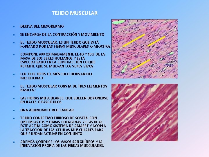 TEJIDO MUSCULAR DERIVA DEL MESODERMO SE ENCARGA DE LA CONTRACCIÓN Y MOVIMIENTO EL TEJIDO