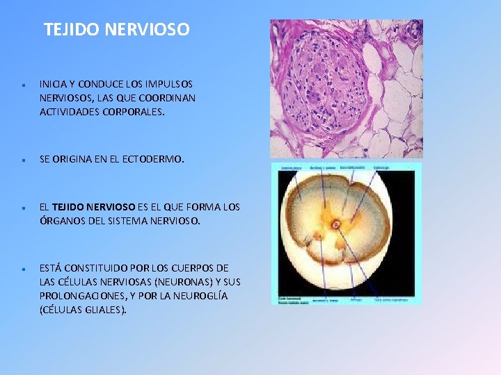 TEJIDO NERVIOSO INICIA Y CONDUCE LOS IMPULSOS NERVIOSOS, LAS QUE COORDINAN ACTIVIDADES CORPORALES. SE