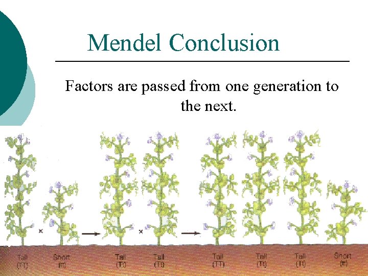 Mendel Conclusion Factors are passed from one generation to the next. 