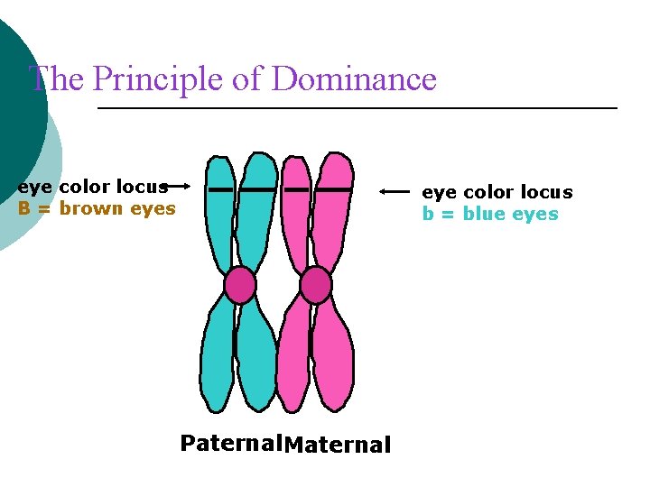 The Principle of Dominance eye color locus B = brown eyes eye color locus