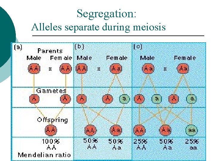 Segregation: Alleles separate during meiosis 