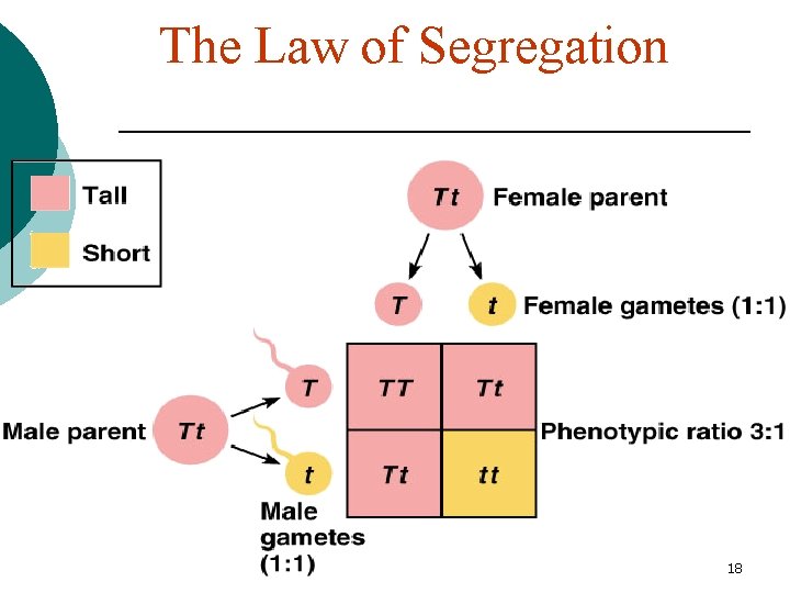 The Law of Segregation 18 