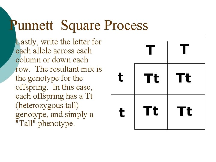 Punnett Square Process ¡ Lastly, write the letter for each allele across each column