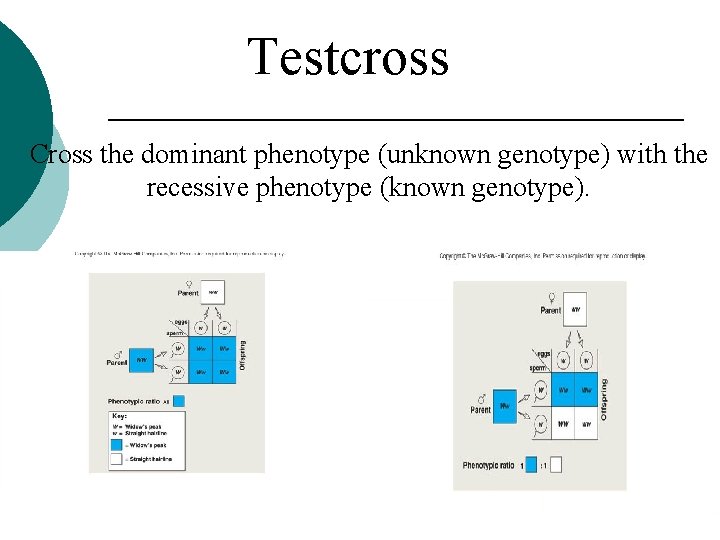 Testcross Cross the dominant phenotype (unknown genotype) with the recessive phenotype (known genotype). 